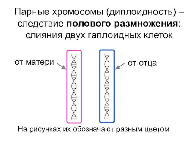 Парные хромосомы (диплоидность) – следствие полового размножения: слияния двух гаплоидных клеток