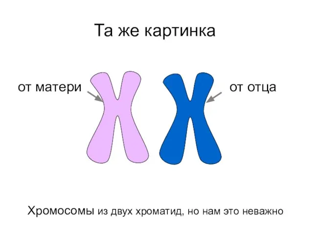 Та же картинка от матери от отца Хромосомы из двух хроматид, но нам это неважно
