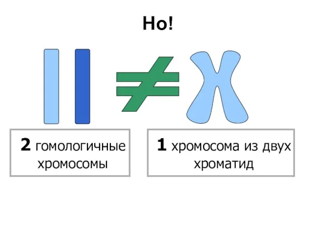 2 гомологичные хромосомы 1 хромосома из двух хроматид ≠ Но!
