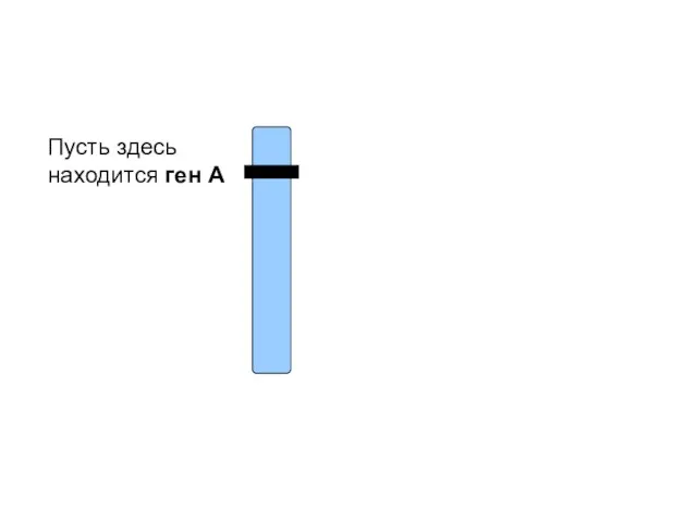 Пусть здесь находится ген А