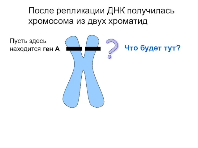 Пусть здесь находится ген А После репликации ДНК получилась хромосома из