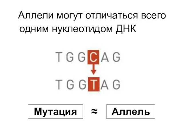 Аллели могут отличаться всего одним нуклеотидом ДНК Мутация Аллель ≈