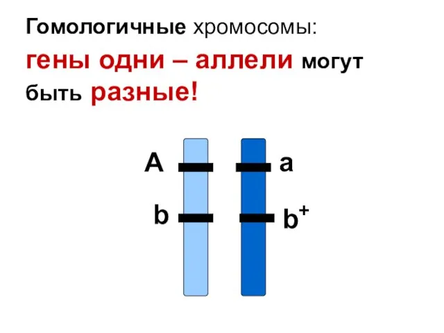 А а Гомологичные хромосомы: гены одни – аллели могут быть разные! b b+