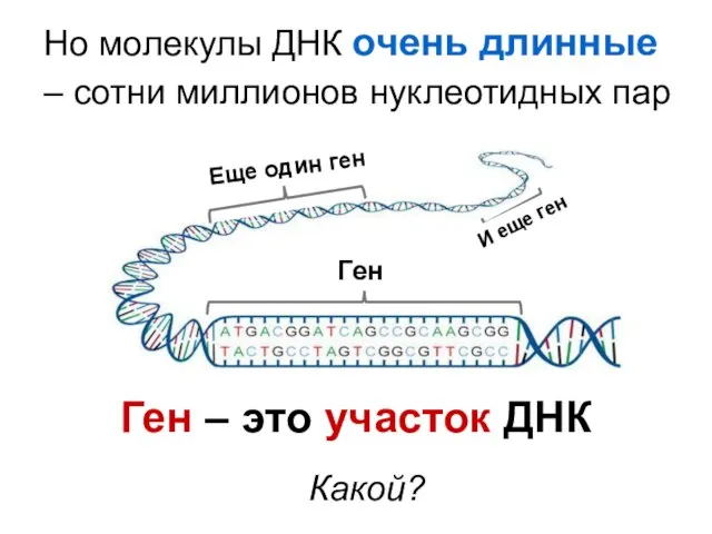 Но молекулы ДНК очень длинные – сотни миллионов нуклеотидных пар Ген – это участок ДНК Какой?