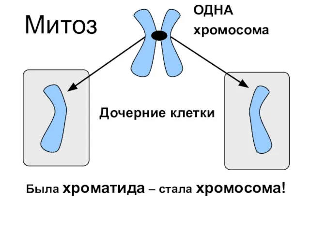 Дочерние клетки Была хроматида – стала хромосома! Митоз ОДНА хромосома