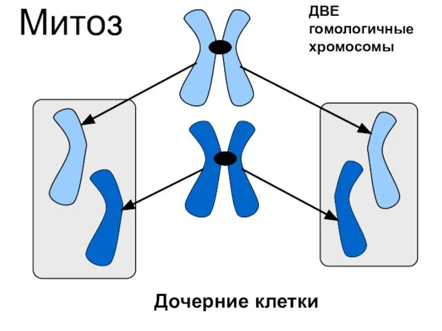 Дочерние клетки Митоз ДВЕ гомологичные хромосомы