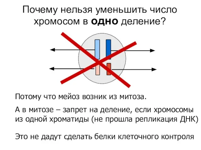 Потому что мейоз возник из митоза. А в митозе – запрет