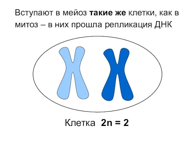 Вступают в мейоз такие же клетки, как в митоз – в