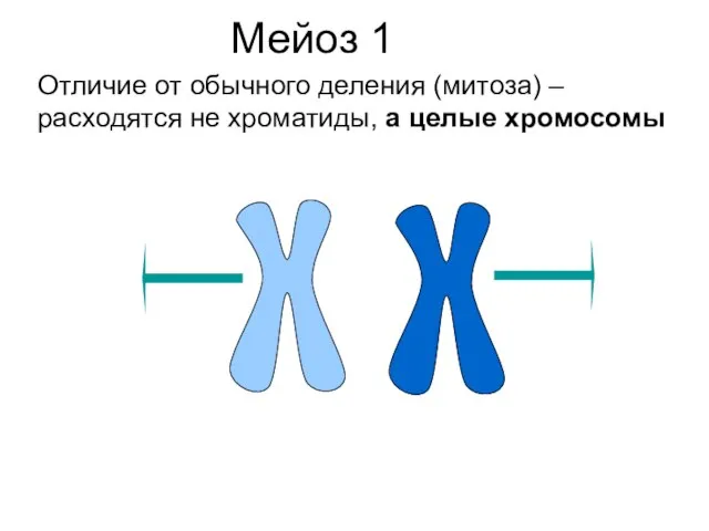 Мейоз 1 Отличие от обычного деления (митоза) – расходятся не хроматиды, а целые хромосомы