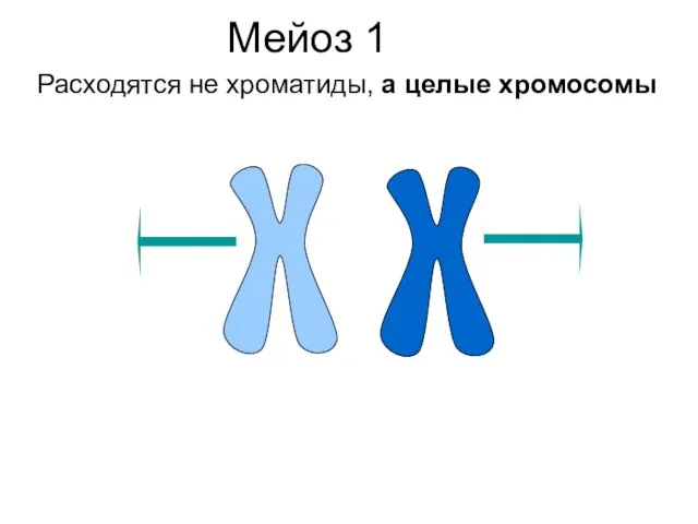 Мейоз 1 Расходятся не хроматиды, а целые хромосомы
