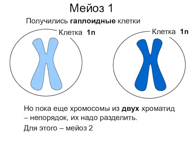 Мейоз 1 Получились гаплоидные клетки Но пока еще хромосомы из двух