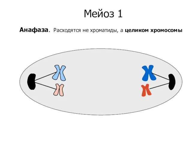 Мейоз 1 Анафаза. Расходятся не хроматиды, а целиком хромосомы