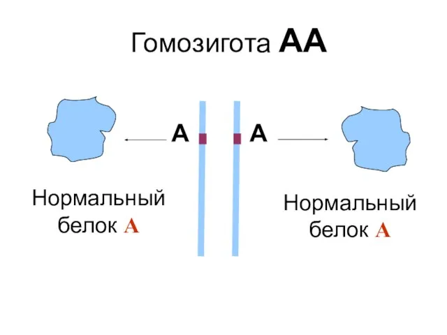 Нормальный белок А Гомозигота АА Нормальный белок А А А