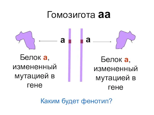 Гомозигота аа Белок а, измененный мутацией в гене а Белок а,
