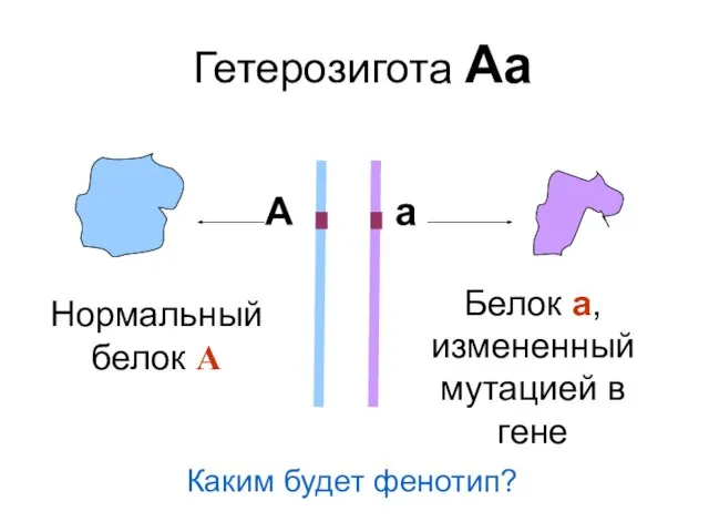 Нормальный белок А Белок а, измененный мутацией в гене А а Гетерозигота Аа Каким будет фенотип?