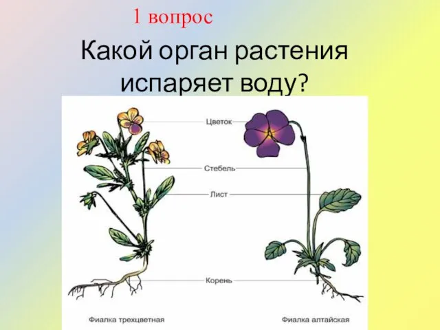 Какой орган растения испаряет воду? 1 вопрос