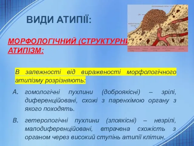 ВИДИ АТИПІЇ: МОРФОЛОГІЧНИЙ (СТРУКТУРНИЙ) АТИПІЗМ: В залежності від вираженості морфологічного атипізму