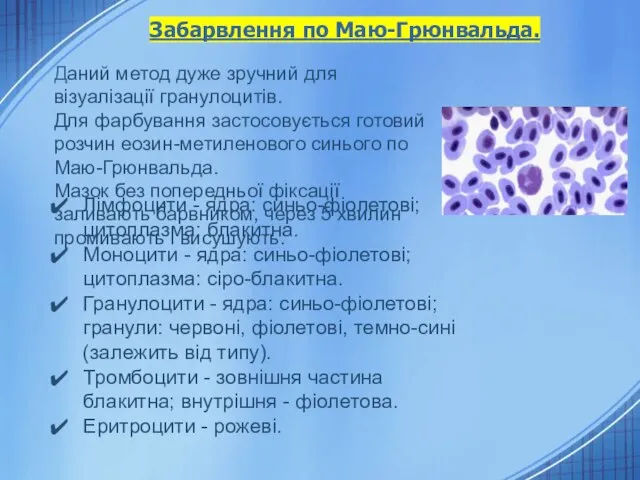 Лімфоцити - ядра: синьо-фіолетові; цитоплазма: блакитна. Моноцити - ядра: синьо-фіолетові; цитоплазма: