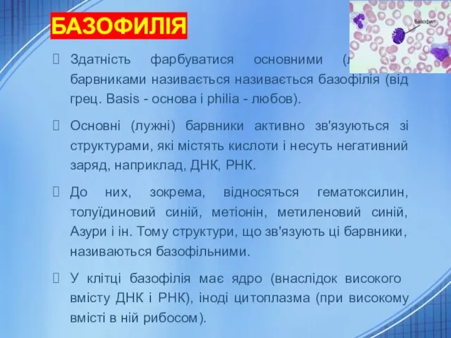 БАЗОФИЛІЯ Здатність фарбуватися основними (лужними) барвниками називається називається базофілія (від грец.