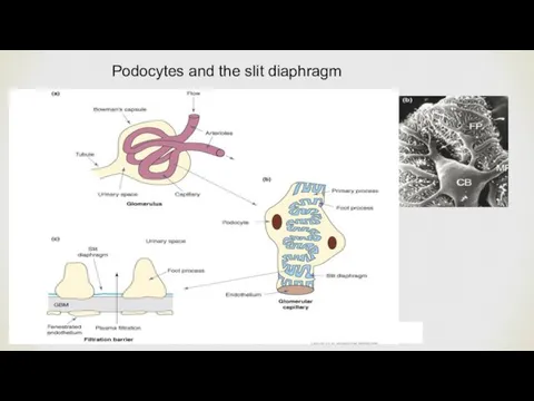 Podocytes and the slit diaphragm