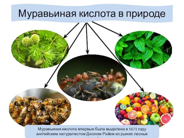 Муравьиная кислота в природе Муравьиная кислота впервые была выделена в 1671