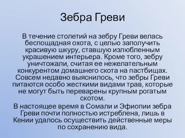 Зебра Греви В течение столетий на зебру Греви велась беспощадная охота,