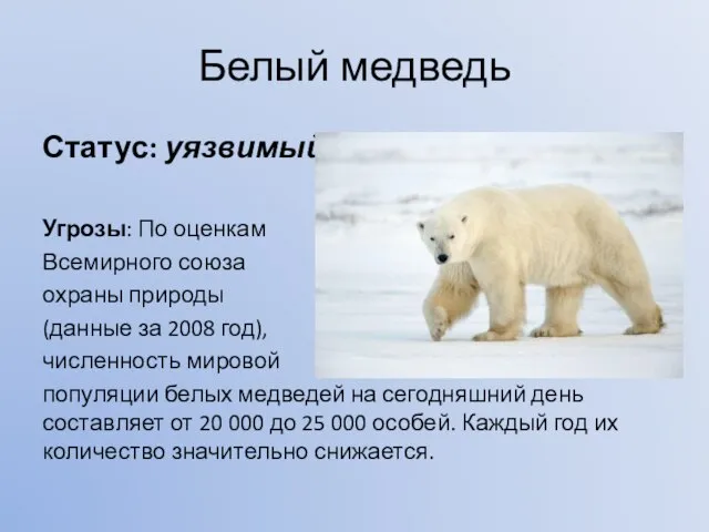 Белый медведь Статус: уязвимый Угрозы: По оценкам Всемирного союза охраны природы