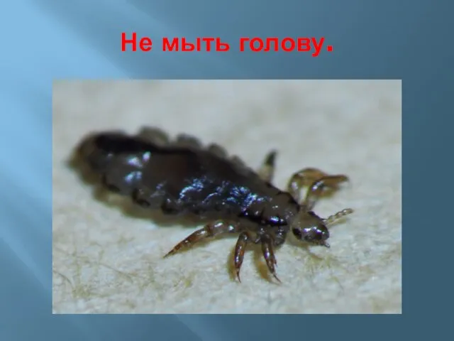 Не мыть голову.