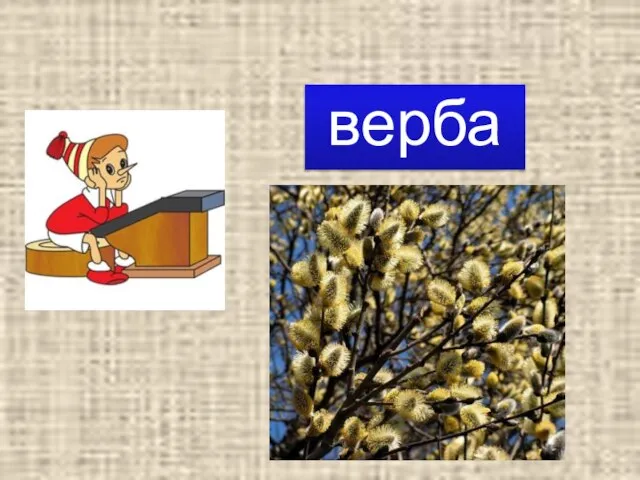 верба