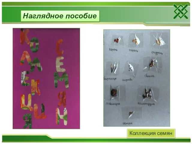 Наглядное пособие Коллекция семян