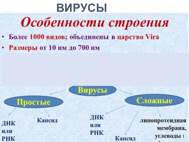 ВИРУСЫ