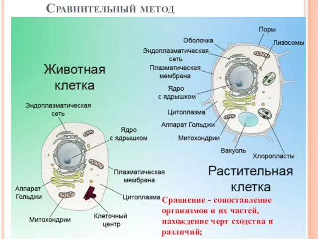 Сравнительный метод Сравнение - сопоставление организмов и их частей, нахождение черт сходства и различий;