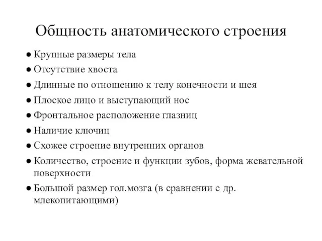 Общность анатомического строения Крупные размеры тела Отсутствие хвоста Длинные по отношению