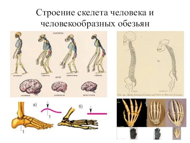 Строение скелета человека и человекообразных обезьян