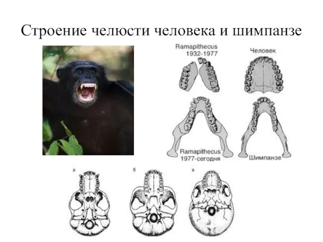 Строение челюсти человека и шимпанзе