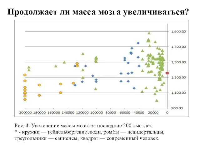 Продолжает ли масса мозга увеличиваться? Рис. 4. Увеличение массы мозга за