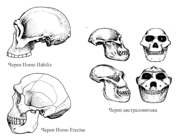 Череп Homo Habilis Череп Homo Erectus Череп австралопитека