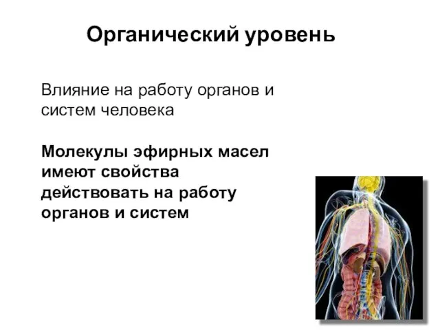 Органический уровень Влияние на работу органов и систем человека Молекулы эфирных