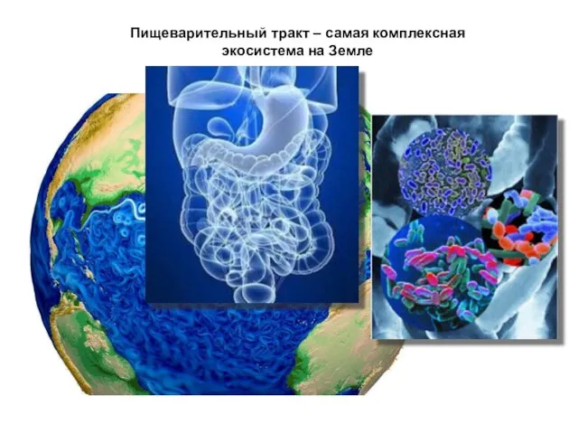 Пищеварительный тракт – самая комплексная экосистема на Земле