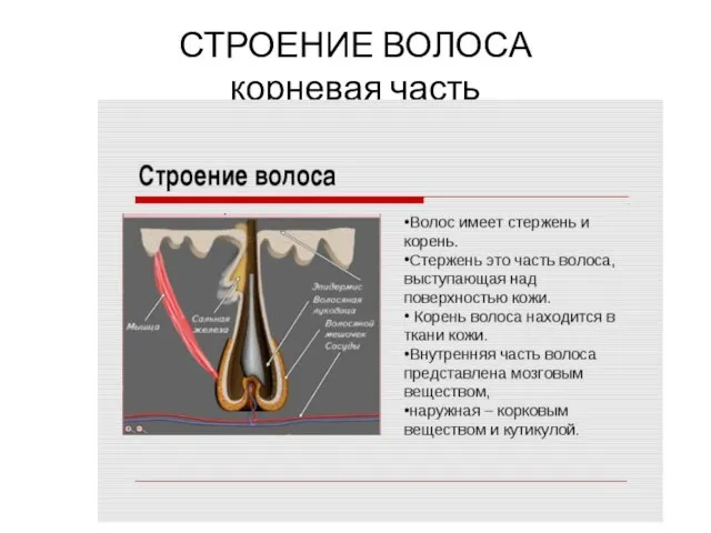 СТРОЕНИЕ ВОЛОСА корневая часть