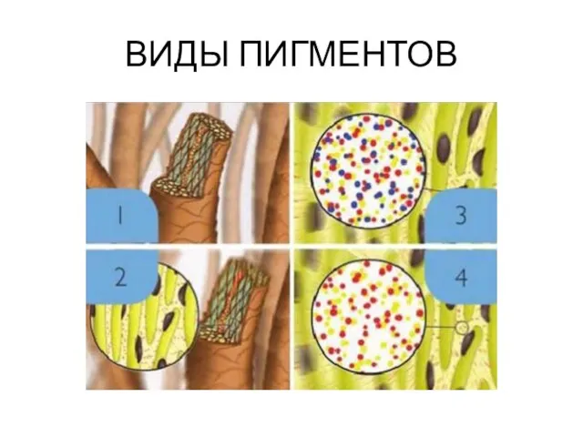 ВИДЫ ПИГМЕНТОВ