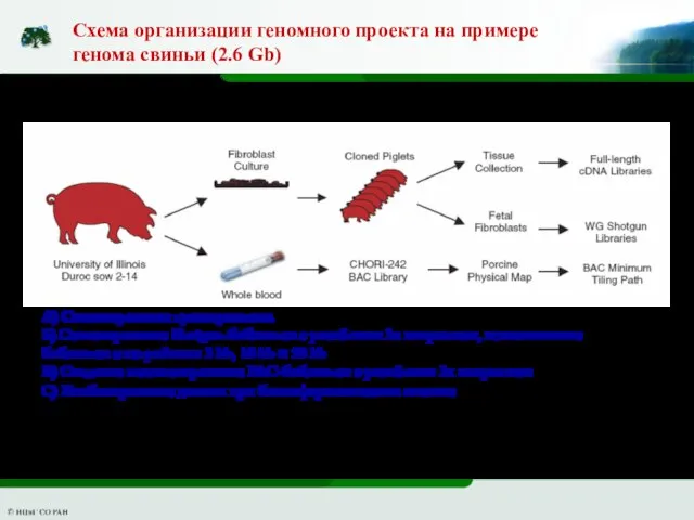 Schook et al., 2005 Схема организации геномного проекта на примере генома