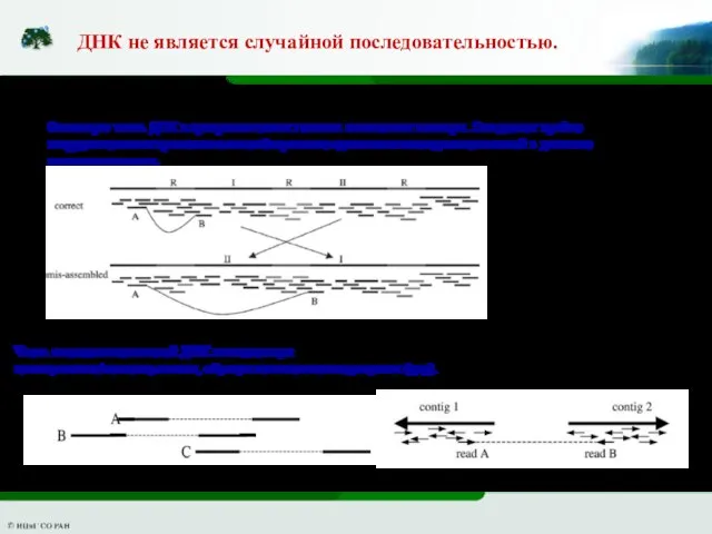 Основную часть ДНК в эукариотических геномах составляют повторы. Это делает крайне