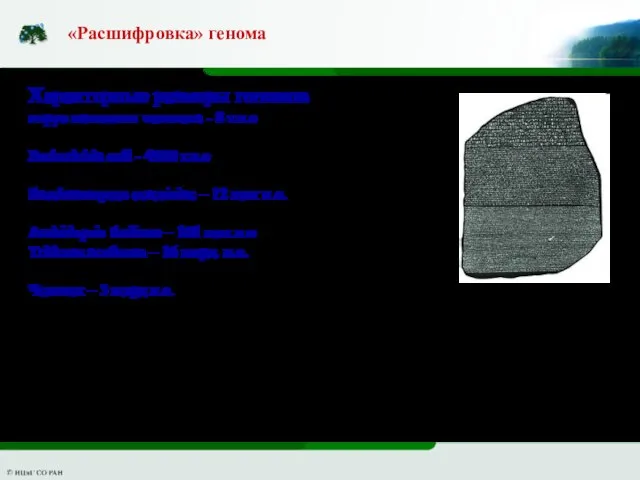 «Расшифровка» генома Розеттский камень Характерные размеры геномов вирус папиллом человека -