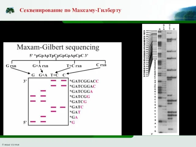 Секвенирование по Максаму-Гилберту Химическая деградация ДНК