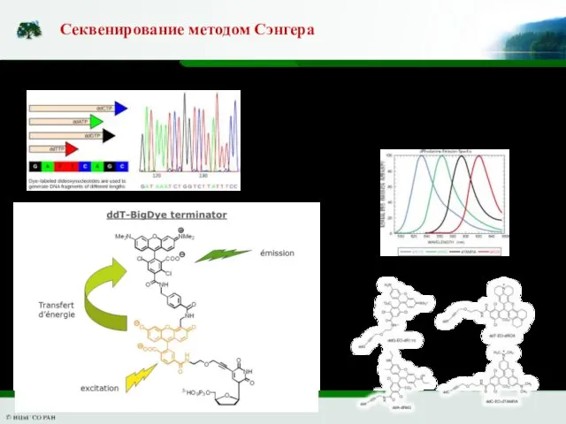 Реакция Сэнгера – не ПЦР, а многократный синтез с одной матрицы Секвенирование методом Сэнгера