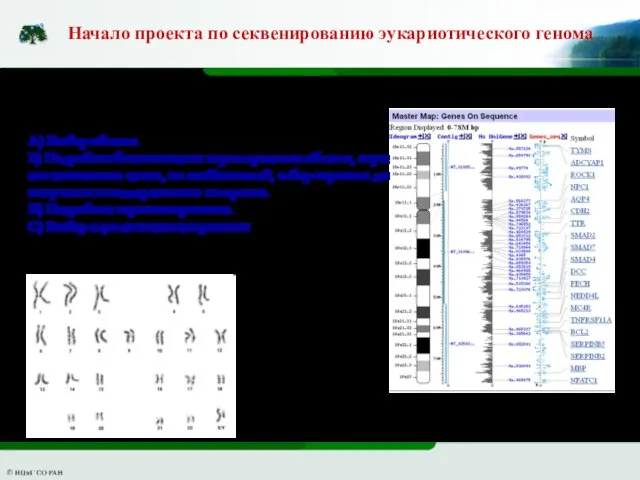 Начало проекта по секвенированию эукариотического генома А) Выбор объекта Б) Подробная