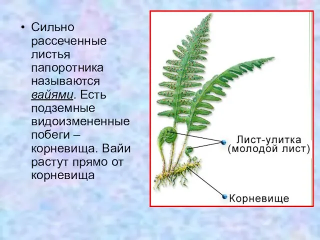 Сильно рассеченные листья папоротника называются вайями. Есть подземные видоизмененные побеги –