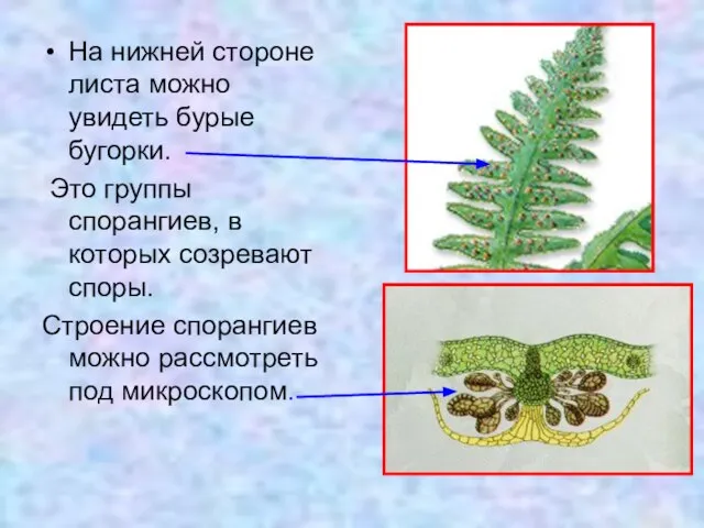 На нижней стороне листа можно увидеть бурые бугорки. Это группы спорангиев,