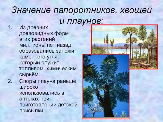 Значение папоротников, хвощей и плаунов: Из древних древовидных форм этих растений